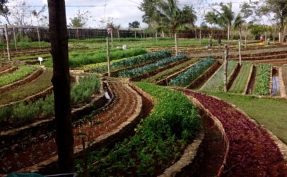 Proyecto de Apoyo a la Agricultura Sostenible: Una década promoviendo alimentación sana y sostenible en Cuba